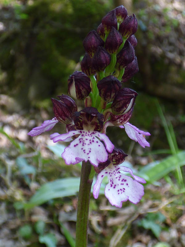 Orchis purpurea